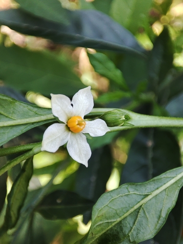 Solanum pseudocapsicum (Mirchala) — photo