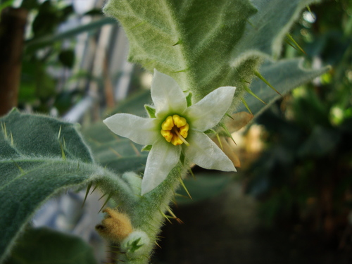 Solanum pseudolulo (Lulo comun) — photo