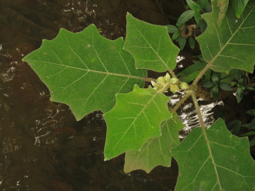 Solanum pseudolulo (Lulo comun) — photo