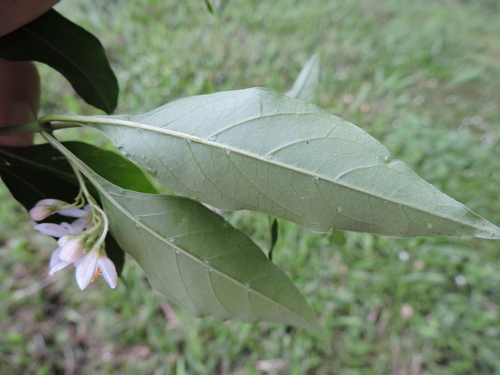 Solanum pseudoquina — photo