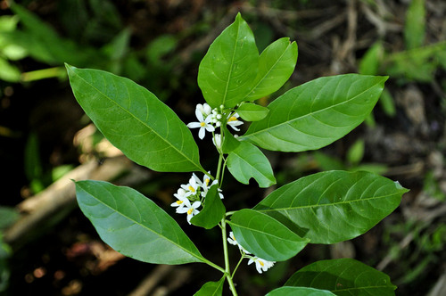 Solanum pseudoquina — photo