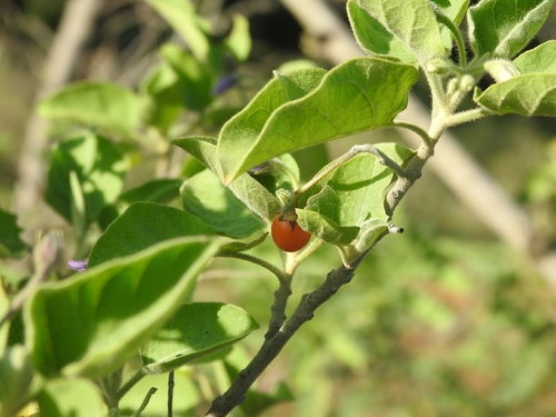 Solanum pubescens (Vusti) — photo