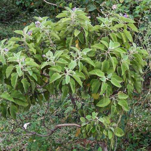 Solanum pubescens (Vusti) — photo