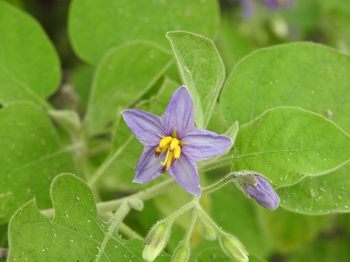 Solanum pubescens