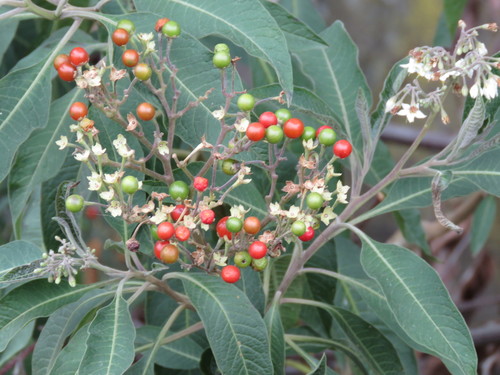 Solanum pubigerum — photo