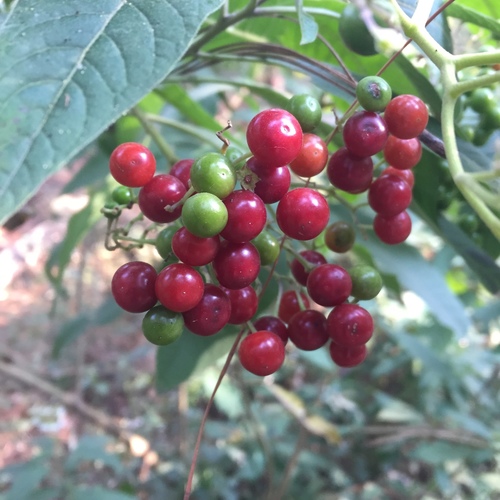 Solanum pubigerum — photo