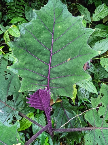 Solanum quitoense (Naranjilla) — photo