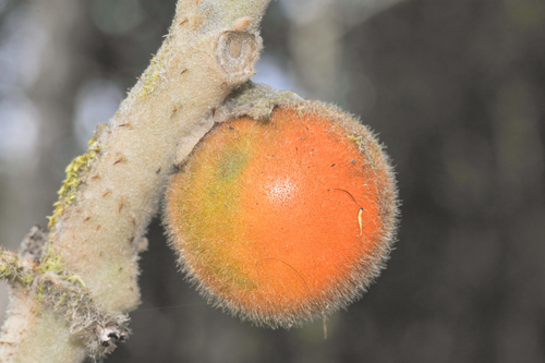 Solanum quitoense (Naranjilla) — photo