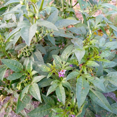 Solanum radicans — photo
