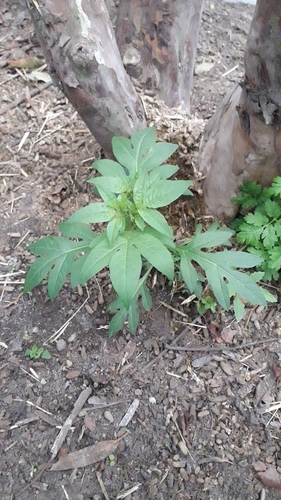 Solanum radicans — photo