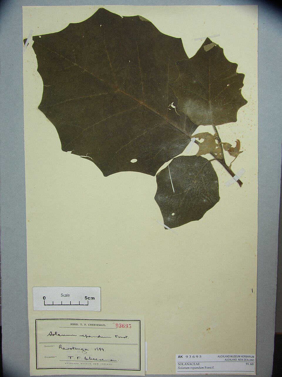 Solanum repandum (Sou) — photo