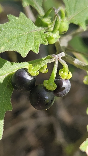 Solanum retroflexum (Sunberry) — photo