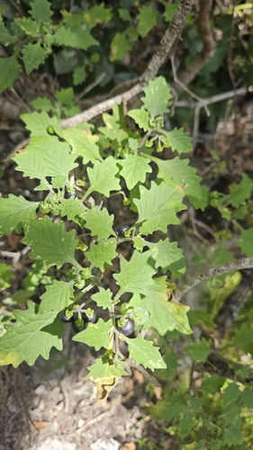 Solanum retroflexum (Sunberry) — photo