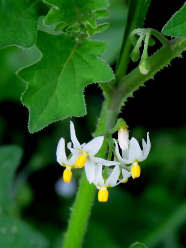 Solanum retroflexum