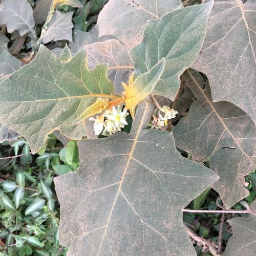 Solanum robustum (Jua-ssu) — photo