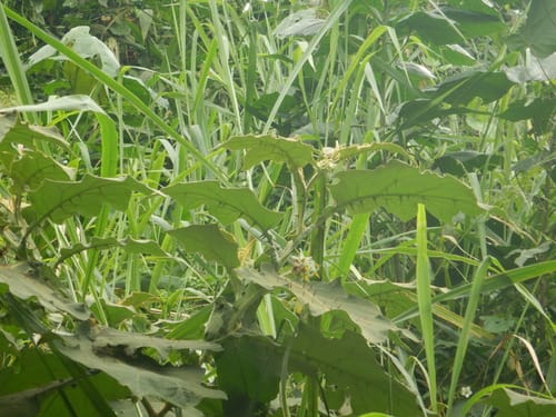 Solanum robustum (Jua-ssu) — photo