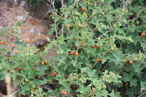 Solanum rubetorum — photo
