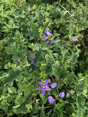 Solanum rubetorum — photo