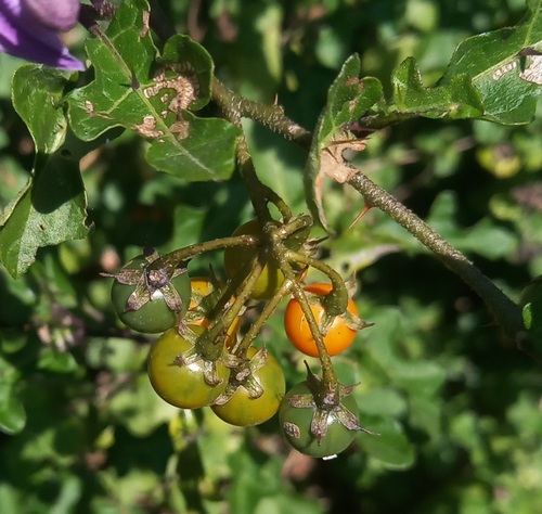 Solanum rubetorum