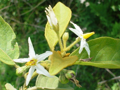 Solanum rude-pannum (Fendler potato) — photo