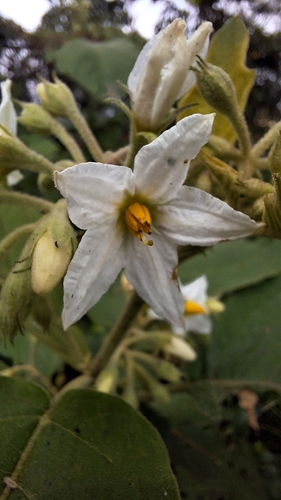 Solanum rude-pannum (Fendler potato) — photo