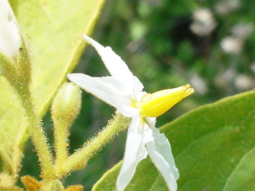Solanum rude-pannum