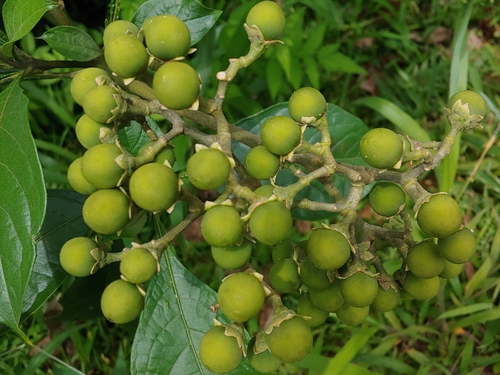 Solanum rugosum (Rugose nightshade) — photo