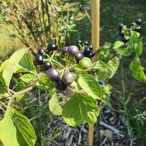 Solanum scabrum (Garden huckleberry) — photo