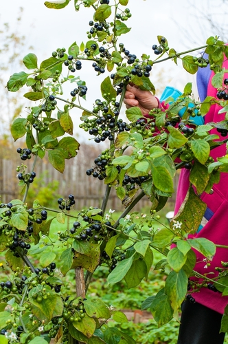 Solanum scabrum (Garden huckleberry) — photo