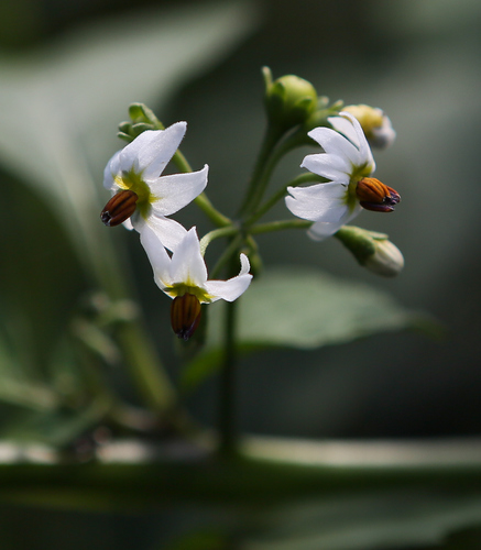 Solanum scabrum
