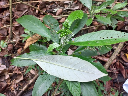 Solanum schumannianum — photo