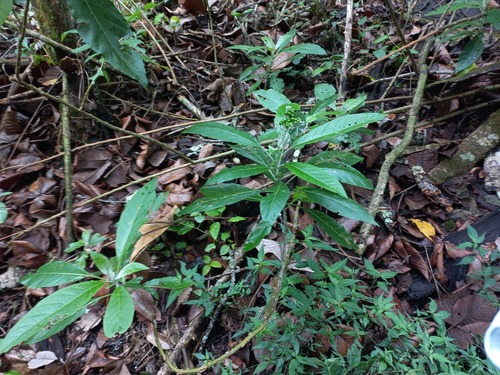 Solanum schumannianum — photo