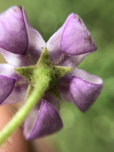 Solanum sciadostylis (Bago de veado) — photo