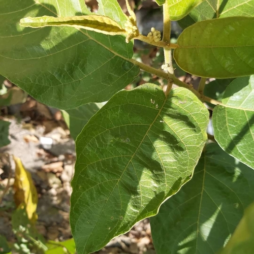 Solanum scuticum (Jurubeba) — photo