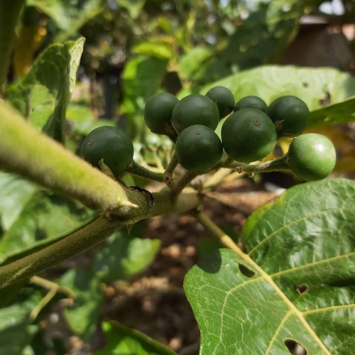 Solanum scuticum (Jurubeba) — photo