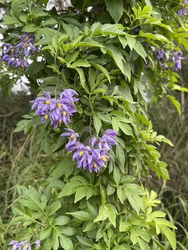 Solanum seaforthianum (Brazilian nightshade) — photo