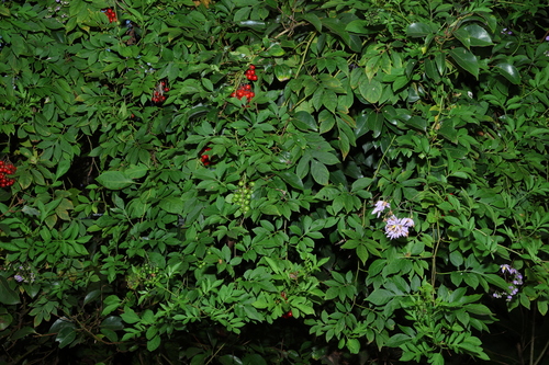 Solanum seaforthianum (Brazilian nightshade) — photo