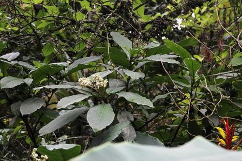 Solanum sessile (Sessile nightshade) — photo