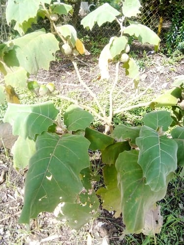 Solanum sessiliflorum