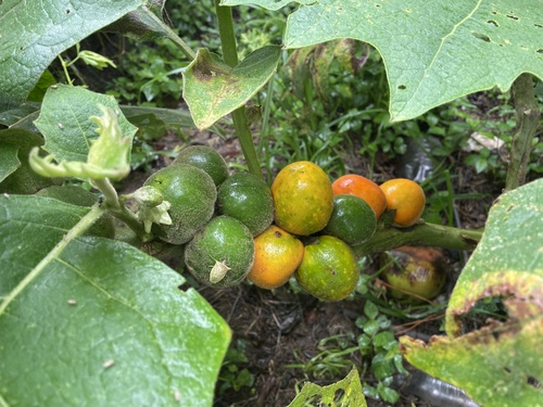 Solanum sessiliflorum var. alibile