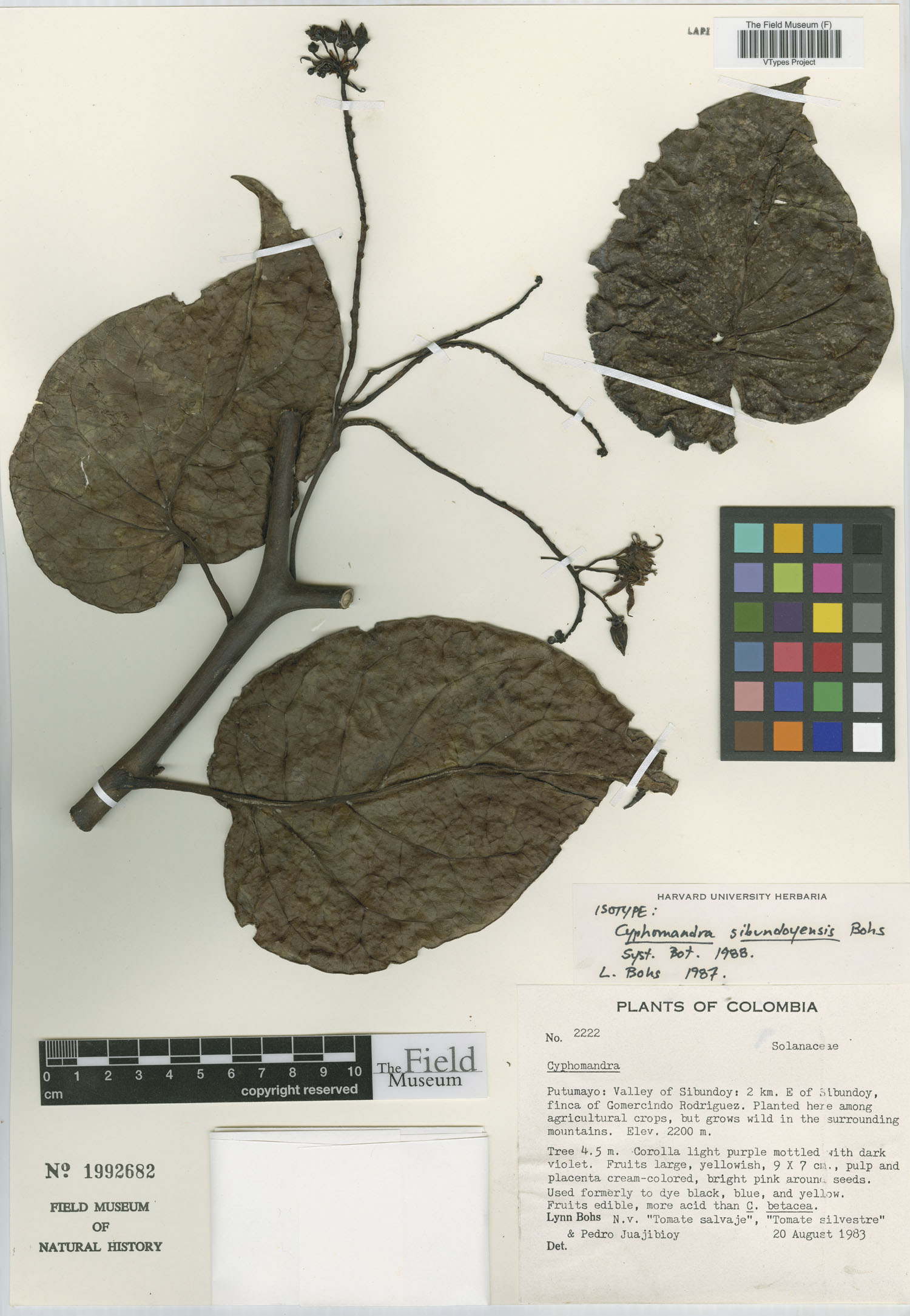 Solanum sibundoyense (Sibundoy nightshade) — photo