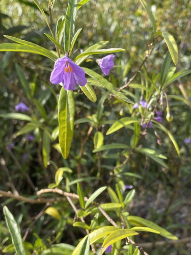 Solanum simile (Oondooroo) — photo