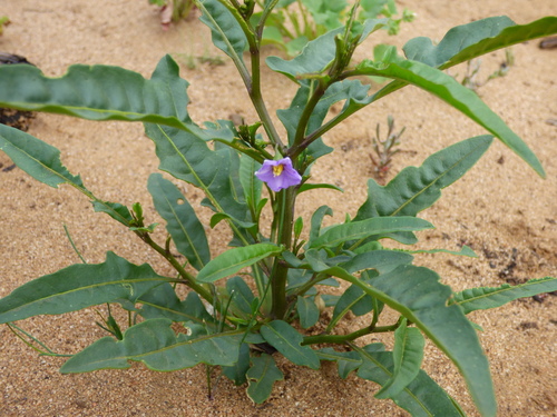 Solanum simile (Oondooroo) — photo