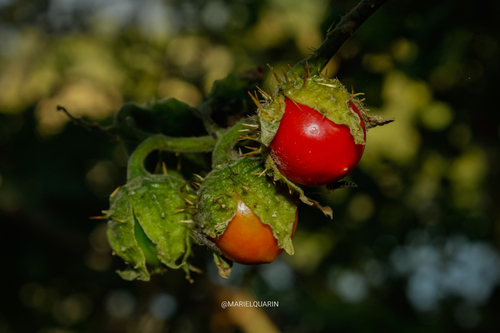 Solanum sisymbriifolium (Sticky nightshade) — photo