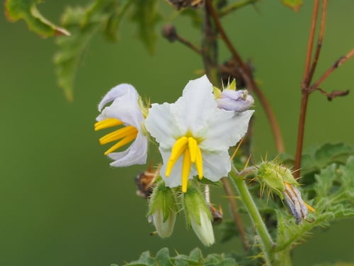 Solanum sisymbriifolium