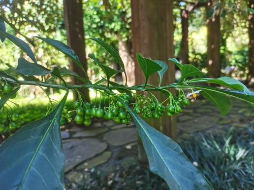 Solanum spirale — photo