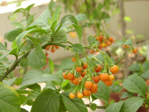 Solanum spirale