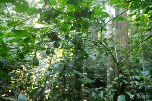 Solanum splendens — photo