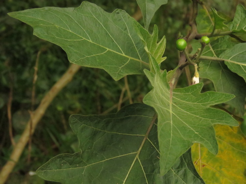 Solanum stellatiglandulosum (Stellate nightshade) — photo