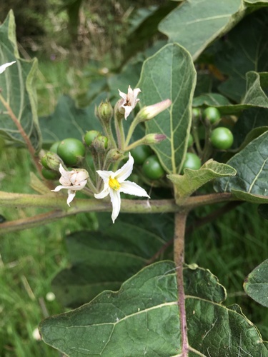 Solanum stellatiglandulosum (Stellate nightshade) — photo